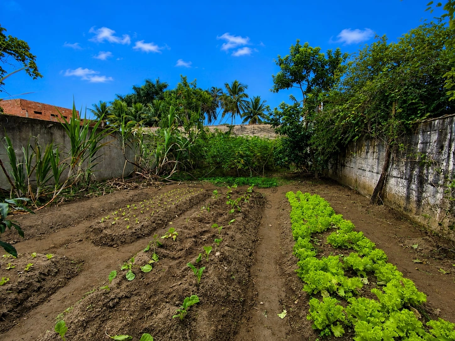Terreno | Venda | Praia das Palmeiras
